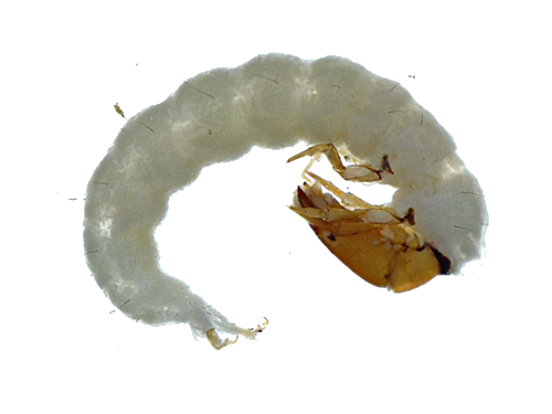 Benthic specimen